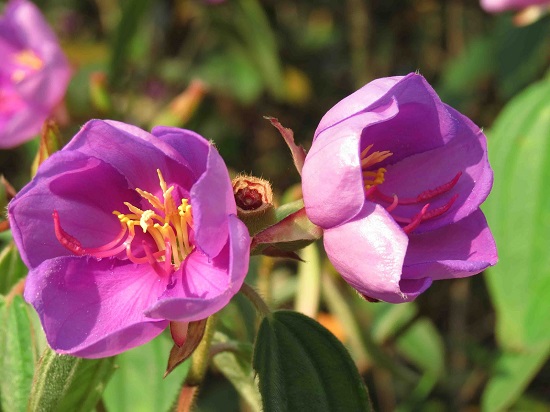 Hoa mua,hoa tím,hoa mua Đà Lạt,đồi hoa mua Đà Lạt,các loài hoa mua,cây hoa,cây bụi,Melastoma,Melastomataceae