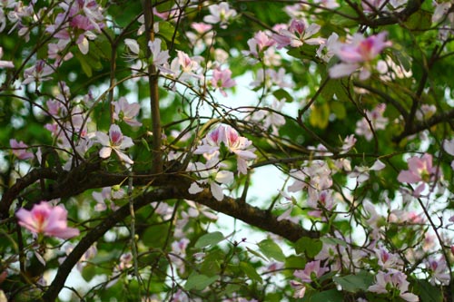 Hoa ban,hoa ban trắng,hoa ban tím,hoa ban hồng,hoa móng bò sọc,hoa ban tây bắc,hoa ban trắng tây bắc,chuyện tình hoa ban