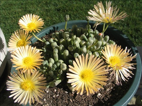 Hoa sỏi,cây hoa sỏi,Lithopturbuniformis,họ phiên hạnh,Aizoaceae,Ficoidaceae