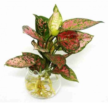 cây vạn lộc đỏ