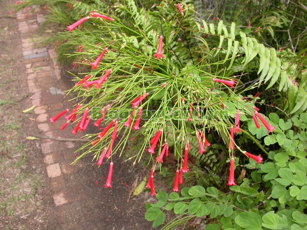 Cây Liễu Tường Hoa Đỏ,cây liễu tường hoa đỏ, họ Hoa mõm sói , Scrophulariaceae., hình ảnh cây liễu tường hoa đỏ, Russelia equisetifomis Schlecht. et Cham., cay lieu hoa do, cây hoa xác pháo, cây xác pháo,