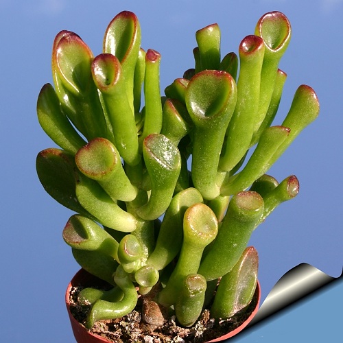 Sen ống điếu