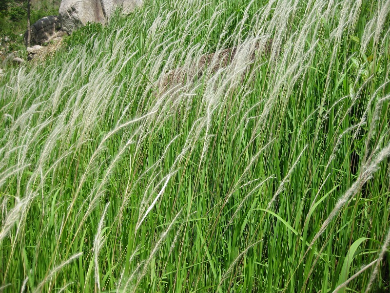 Cỏ tranh,bạch mao,bài thuốc từ rễ cỏ tranh,Imperata cylindrica,Imperata cylindrica (L.) Beauv,họ Lúa,poaceae,bài thuốc từ cỏ tranh,tác dụng của cỏ tranh