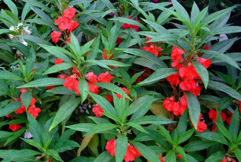 Cây bóng nước,bóng nước,cây móng tay,phượng tiên hoa,Impatiens balsamina,Balsaminaceae,cây thuốc,tác dụng của cây bóng nước,bài thuốc từ cây bóng nước,cây bóng nước làm thuốc
