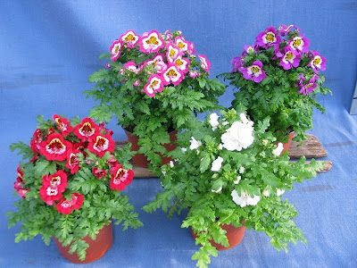 Hoa nga điệp,hoa đẹp,hoa Đà Lạt,Schizanthus