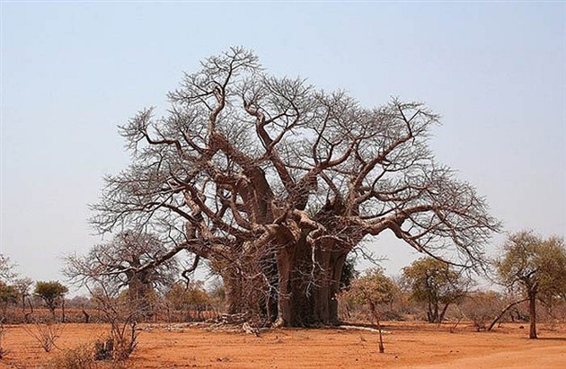 Bao báp,cây bao báp,họ gạo,boab,Bombacaceae,cây lớn nhất thế giới,bao báp châu Phi,Bao báp Madagasca,Bao báp Grandidier,Bao báp Perrier,Bao báp Suarez,Bao báp Za,Adansonia digitata,Adansonia grandidieri,Adansonia gregorii,Adansonia madagascariensis,Adansonia perrieri,Adansonia rubrostipa,Adansonia suarezensis,Adansonia za