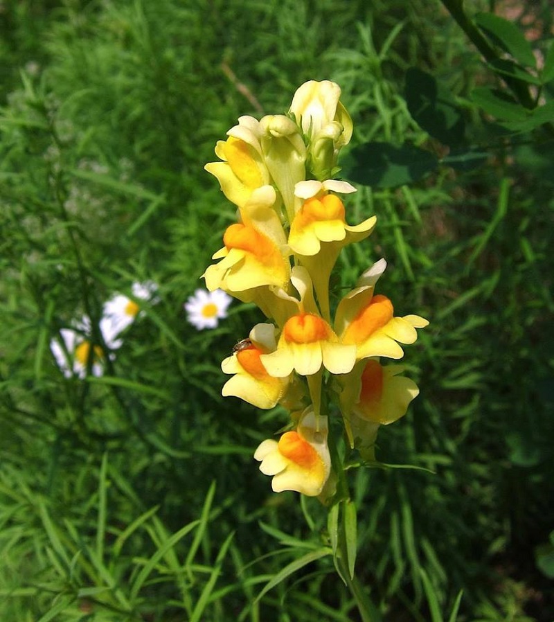 Hoa hoàng ngư,hoa kim ngư,Linaria vulgaris,Linaria,hoa mõm chó,họ mã đề,Plantaginaceae Juss