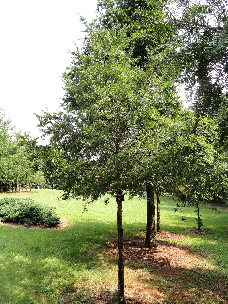 Du sam,du sam đá vôi,ngô tùng,thông dầu,tô hạp đá vôi,mạy kinh,keteleeria davidiana