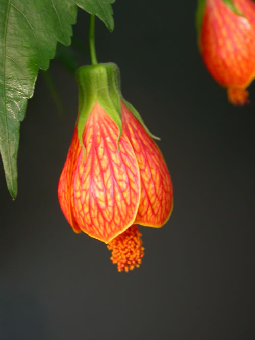 Hoa bụp lồng đèn,bụt lồng đèn,bụp lồng đèn,hoa dâm bụt,hoa râm bụt,bông bụt,bông bụp,Abutilon pictum,Flowering Maple,họ cẩm quỳ,Malvaceae