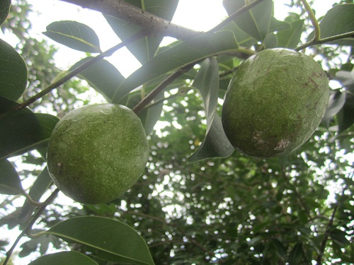 Bình bát,cây bình bát,cây nê,na xiêm,cây tim bò,annona reticulata,quả bình bát