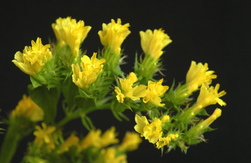 Hoa Salem,salem,Limonium sinuatum,Limonium,Statice,Sea Lavender,Notch Leaf Marsh Rosemary,Marsh Rosemary,Sea Pink,biển hồng,Wavy Leaf Sea Lavender,họ đuôi công,Plumbaginaceae,ý nghĩa của hoa salem