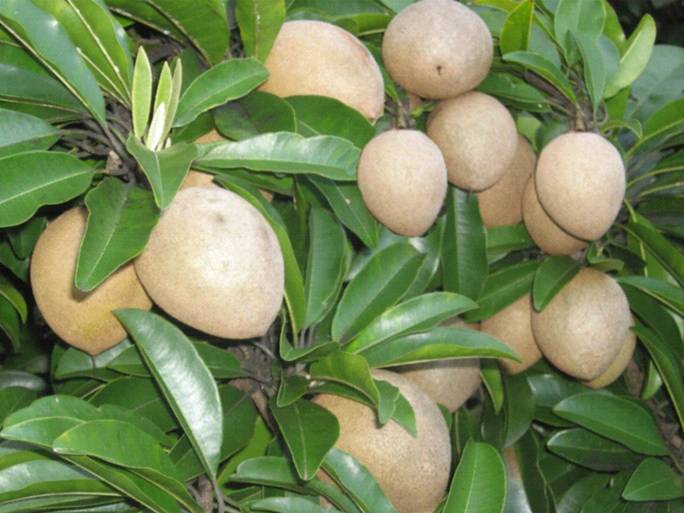 Cây hồng xiêm