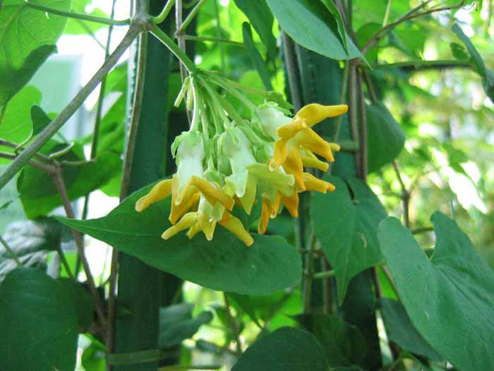Hoa thiên lý,Telosma cordata,pakalana,Tonkin creeper,dạ lý hương,dạ lài hương