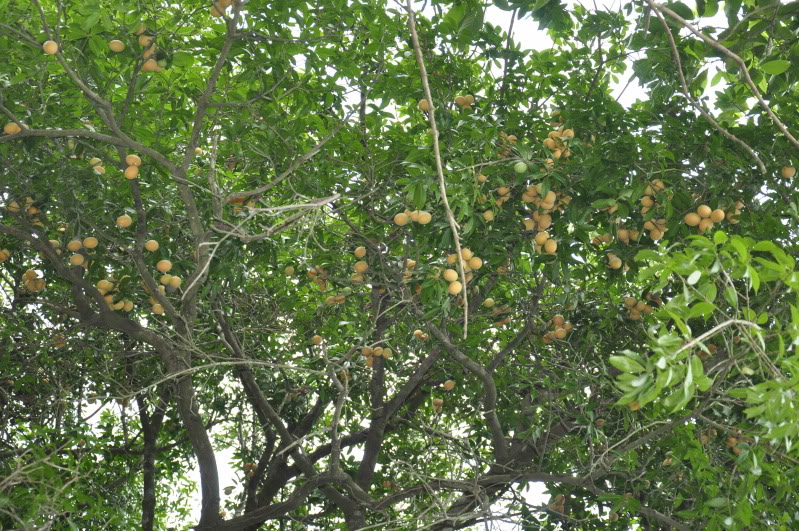 Thanh trà,cây thanh trà,thanh trà ghép,Bouea gandaria Blume,Bouea macrophylla Griff,Anacardiaceae,Sapindales,Marian plum,Gandaria,Marian mango,Plum mango,cây ăn quả