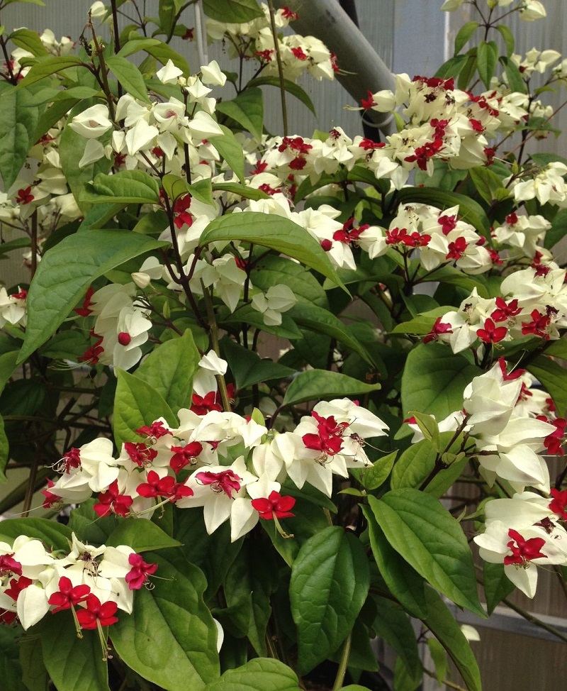 Hoa ngọc nữ,hoa ngoc nu,rồng nhả ngọc,tố nữ,lồng đèn,trinh nữ,Clerodendrum thomsoniae,Clerodendrum
