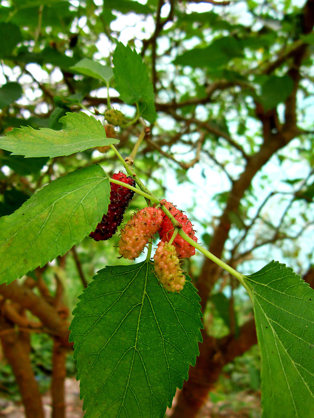 Cây dâu tằm,dâu tằm,cây dâu,cây dâu trắng,morus alba