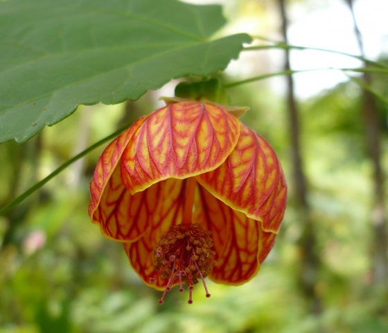 Hoa bụp lồng đèn,bụt lồng đèn,bụp lồng đèn,hoa dâm bụt,hoa râm bụt,bông bụt,bông bụp,Abutilon pictum,Flowering Maple,họ cẩm quỳ,Malvaceae