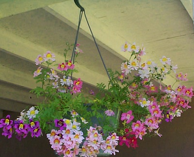 Hoa nga điệp,hoa đẹp,hoa Đà Lạt,Schizanthus