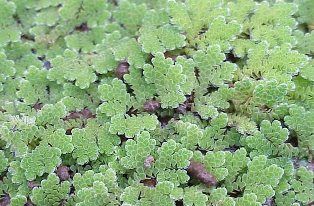 Bèo hoa dâu,Azolla caroliniana,Azollaceae,Azolla,cây thủy sinh