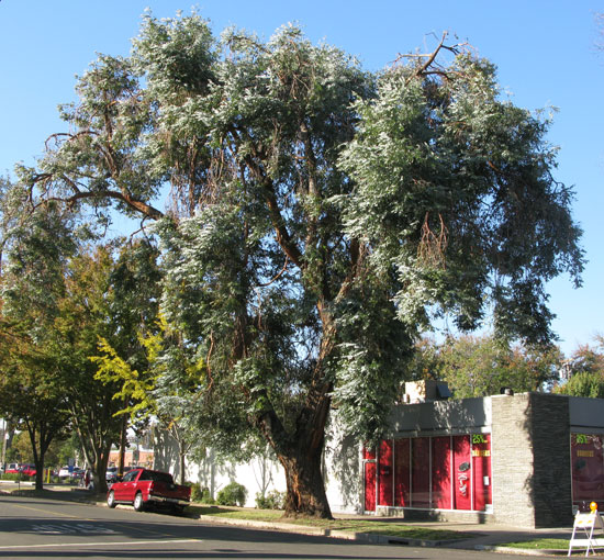Cây tiền bạc,đô la bạc,Silver dollar,đồng đô bạc,đồng đô la bạc,Eucalyptus cinerea,silver dollar tree