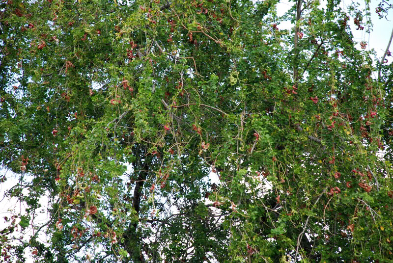 Cây me keo, me nước