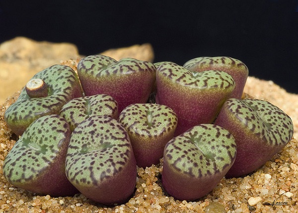 Hoa sỏi,cây hoa sỏi,Lithopturbuniformis,họ phiên hạnh,Aizoaceae,Ficoidaceae