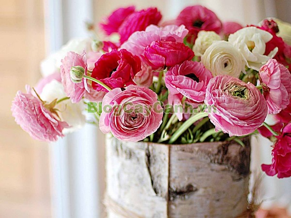 Cây Hoa Mao Lương (Cây hoa hoàng liên),cây hoa mao lương, cây hoa hoàng liên, hình ảnh cây hoa mao lương, Rananculus, họ Mao Lương, cay hoa mao luong