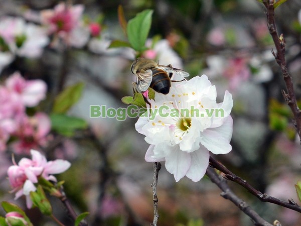 Cây Nhất Chi Mai (Cây Mai Trắng),cây nhất chi mai, họ hoa hồng, Prunus mume Sieb. & Zucc,cây bạch mai, cây hàn mai, cây lưỡng nhị mai, cây nhị độ mai, cây mai trắng, hình ảnh cây nhất chi mai, cây nhất chi mai chữa bệnh, cây nhất chi mai chơi tết, cây mai trắng,