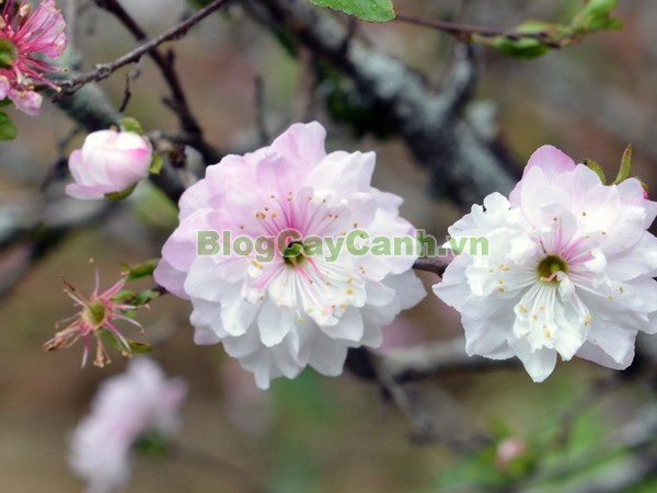 Cây Nhất Chi Mai (Cây Mai Trắng),cây nhất chi mai, họ hoa hồng, Prunus mume Sieb. & Zucc,cây bạch mai, cây hàn mai, cây lưỡng nhị mai, cây nhị độ mai, cây mai trắng, hình ảnh cây nhất chi mai, cây nhất chi mai chữa bệnh, cây nhất chi mai chơi tết, cây mai trắng,