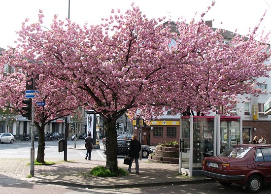 Hoa anh đào hồng ở Aachen, Đức