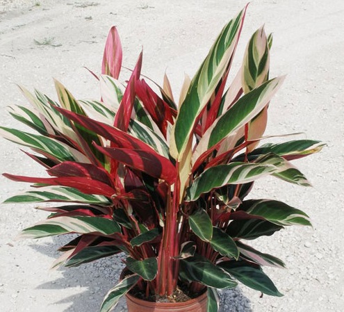 Chuối hoàng yến,cây chuối,cây phong thủy,cây nội thất