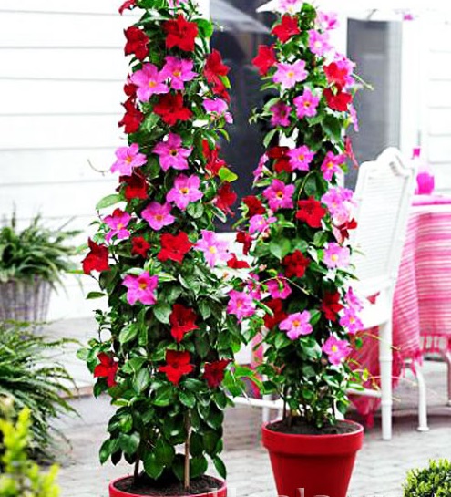 Cây hồng anh