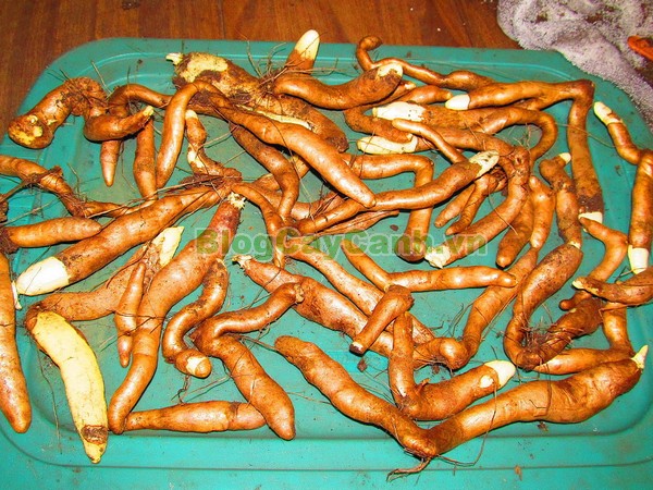 Cây Ngót Nghẻo (Cây ngọt nghẹo),Cây ngót nghẻo, công dụng cây ngót nghẻo, cây ngọt nghẹo, cây huệ lồng đèn, cây gia lan, cây Gloriosa superba, G. simplex,họ Colchicaceae,