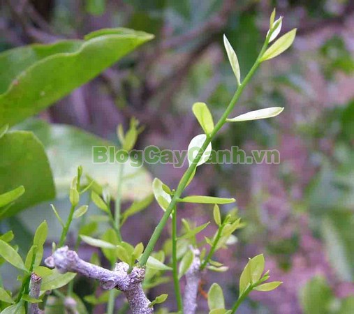 Cây Rau Sắng,cây rau sắng, cay rau sang, công dụng của cây rau sắng, cây mì chính, rau ngọt, cây rau ngót rừng, cây rau ngót quế, cây lai cam, cây tắc sắng, Melientha suavis,