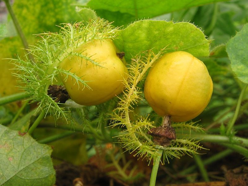 Lạc tiên,cây lạc tiên,cây lạc,cây/dây nhãn lồng,dây chùm bao,Passiflora foetida,họ lạc tiên,cây dây leo,cây leo