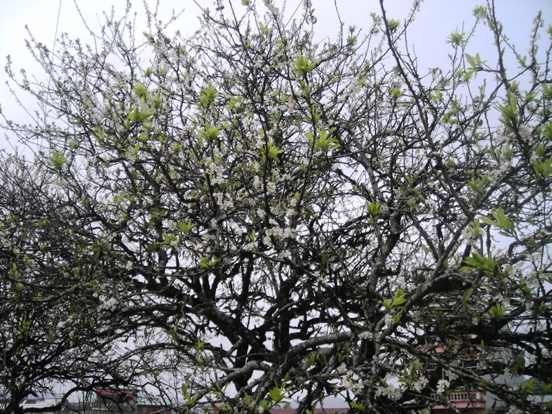 Hoa mơ,cây mơ