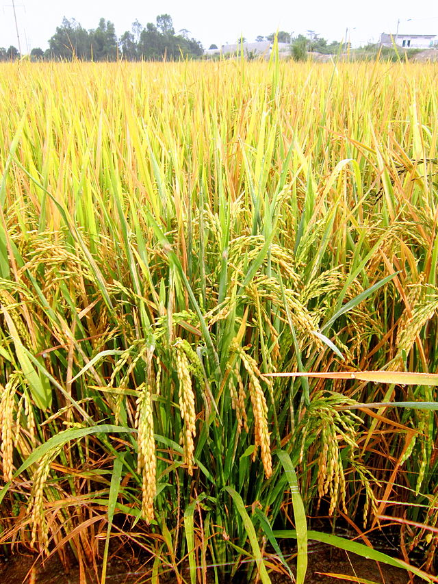 Cây lúa,lúa,Oryza sativa,Oryza glaberrima,họ hòa thảo,họ lúa,họ cỏ,Poaceae,cây lương thực,cây ngũ cốc,ngũ cốc,lục cốc,ruộng bậc thang,ruộng bậc thang Hoàng Su Phì