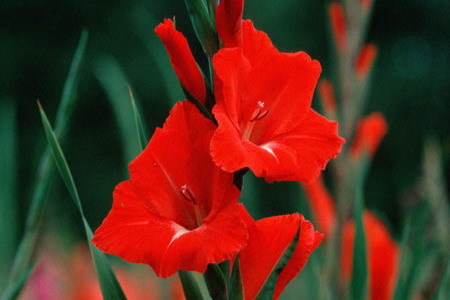 Hoa lay ơn,lay ơn,lay dơn,lay đơn,hoa dơn,kiếm lan,Gladiolus,ý nghĩa hoa lay ơn,sự tích hoa lay ơn