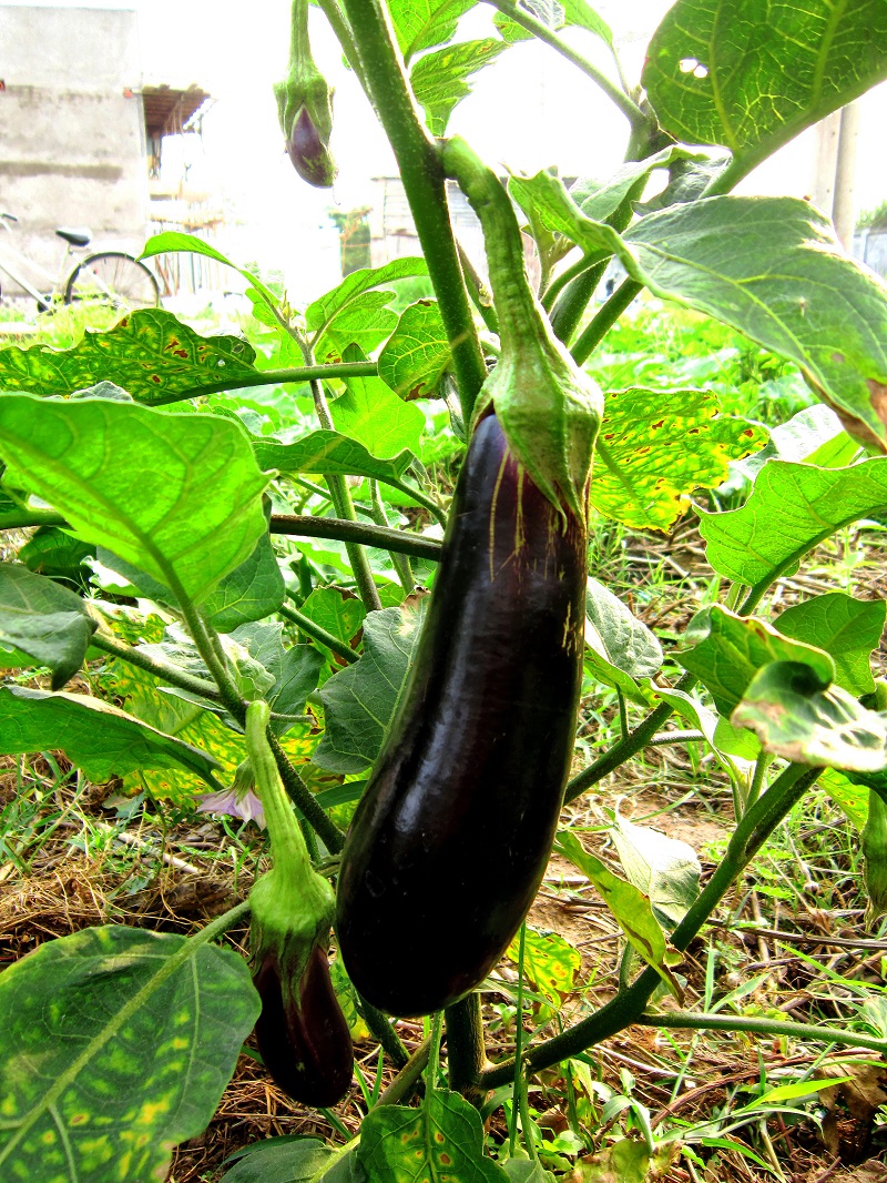 Cà tím,cà dái dê,Solanum melongena,họ cà,họ khoai tây,Solanaceae,tác dụng của cà tím