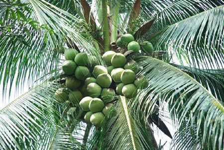 Cây dừa
