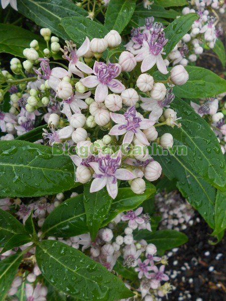 Cây Thường Sơn,cây thường sơn, cây thường sơn chữa sốt rét, công dụng của cây thường sơn, cây thường sơn chữa bệnh, tác dụng của cây thường sơn, cây khởi tía, cây tê quân, cây nam thường sơn, cây bạch thường sơn, cây thường sơn tía, cây hoàng thường sơn, cây thực tất, cây áp niệu thảo, cây kê niệu thảo ,Dichroa febrifuga Lour., họ Tú cầu, họ Thường Sơn,Hydrangeaceae,.