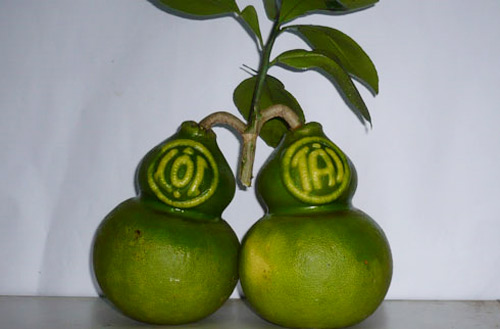 Bưởi hồ lô