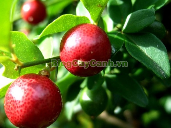 Cây Kim Quýt,Triphasia trifolata, cây kim quýt, hình ảnh cây kim quýt, cây kim quýt bonsai, cây bonsai, cay kim quyt bonsai, cây kim quýt đẹp, ý nghĩa cây kim quýt, cay kim quyt,