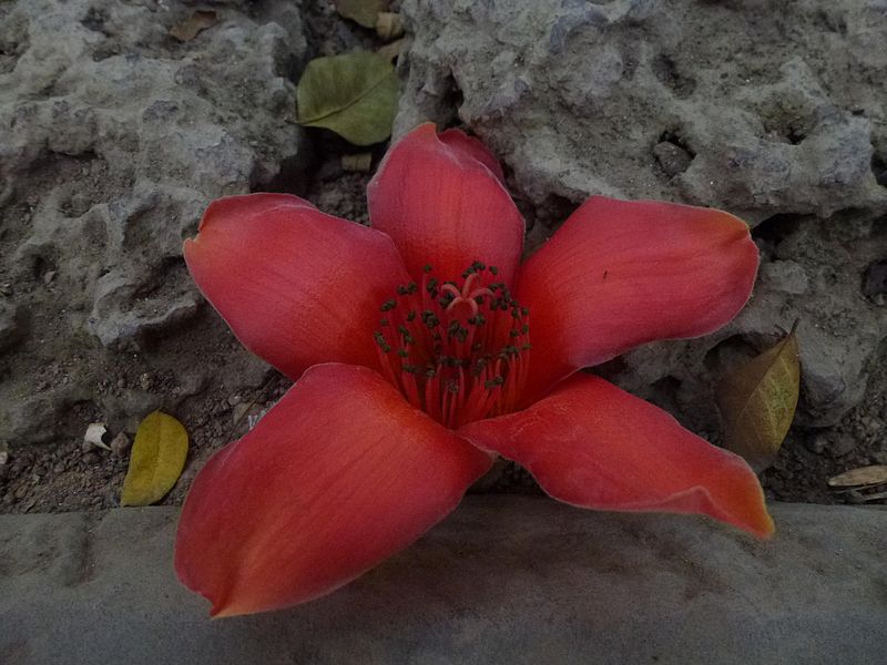 Hoa gạo