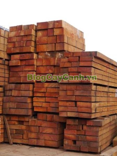 Cây Gõ Đỏ (Cây Hổ Bì),cay go do, gỗ gõ đỏ, cây gõ đỏ, giá trị cây gõ đỏ, họ Đậu, họ Fabaceae, cây cà te, cây hổ bì, Afzelia xylocarpa, cây gõ đỏ đẹp,