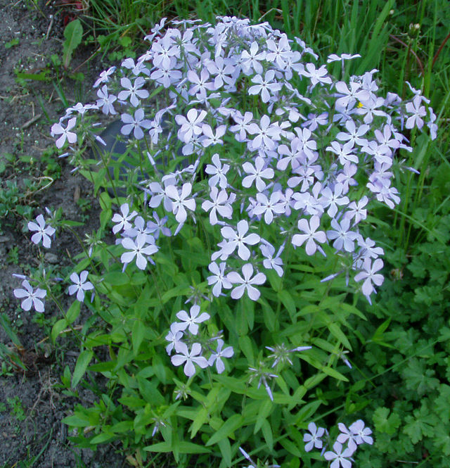 Hoa phlox,phlox,thiên lam tú cầu,phúc lộc khảo,móng rồng,phlox trơn,phlox leo,phlox cát,phlox rêu,phlox thảo nguyên,Phlox glaberrima,Phlox stolonifera