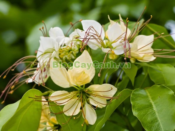 Cây Bún,cây bún, chi Crateva, họ Bạch hoa, Màn Màn,capparaceae,họ Cáp, hình ảnh cây bún, cách chăm sóc cây bún,đặc điểm cây bún, cây bún hà nội, bún nước, cay bun,