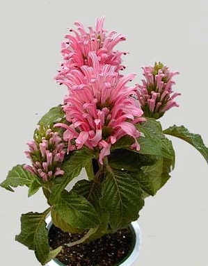 Hồng long ngọc,cây hồng long ngọc,hồng long nhả ngọc,cây long ngọc,cây gia cốp,cây ngọc long,Justicia carnea Nichols,họ Ô rô,Acanthaceae,cây bụi