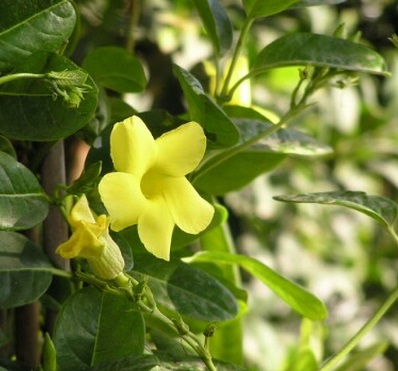 Cây huỳnh đệ