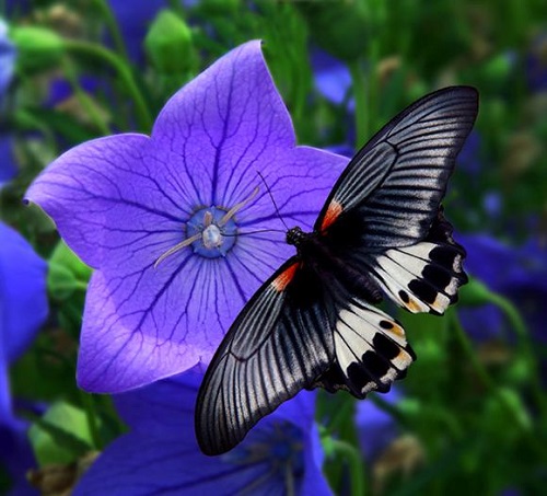 Hoa cát cánh,cát cánh,ý nghĩa hoa cát cánh,Platycodon grandiflorum,Platycodon grandiflorus